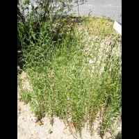 Lin - Linum Usitatissimum (fam Linacees) (11)